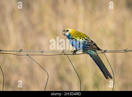 Rosella, Platycercus adscitus, ein Papagei mit hellem Kopf, der auf einem Drahtzaun in Ackerland in der Region Australien thront Stockfoto