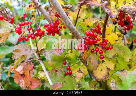 Pflaumenrose Beeren - Viburum opulus. Leuchtend rote glänzende Beeren bieten Herbstfutter für Wildvögel. Stockfoto