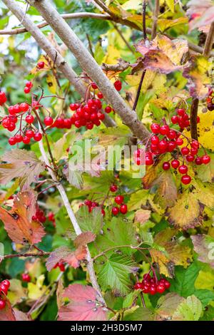 Pflaumenrose Beeren - Viburum opulus. Leuchtend rote glänzende Beeren bieten Herbstfutter für Wildvögel. Stockfoto