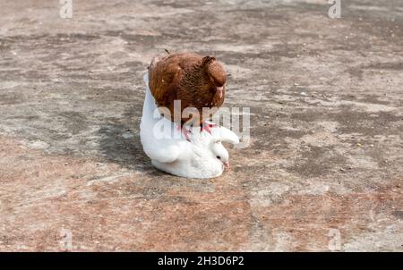 Zwei Haustauben, die sich auf dem Dach paaren, Nahaufnahme Stockfoto