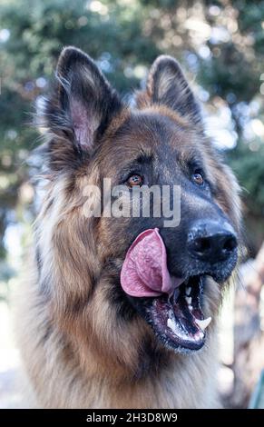 Deutscher Schäferhund im Park Stockfoto