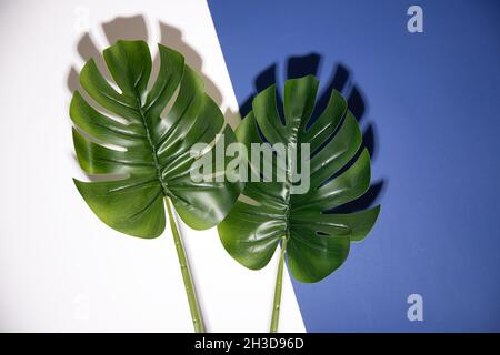 Monstera Blätter und Schatten auf weißem und blauem Hintergrund. Minimaler Surrealismus mit kreativem Copyspace. Stockfoto