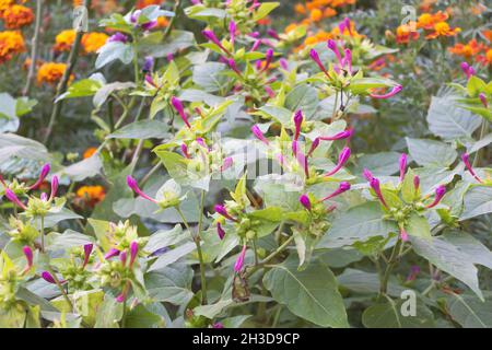 Mirabilis jalapa im Prozess der Blüte im Garten. Stockfoto