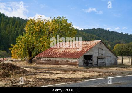 Holzscheune mit rostigen Metalldach auf einem ländlichen Bauernhof in der Nähe von Navarro, Kalifornien. Sonniger Tag und Baum in Herbstfarbe. Stockfoto