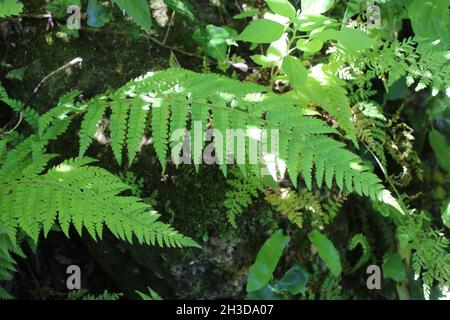 Polystichum setiferum, Weichschildfarn, Dryopteridaceae. Wildpflanze im Frühjahr geschossen. Stockfoto