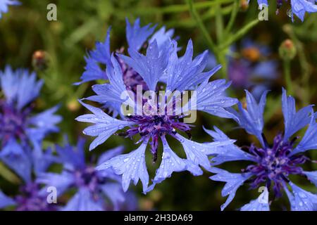 Cyanus segetum, Centaurea cyanus, Kornblume, Compositae. Wildpflanze im Frühjahr geschossen. Stockfoto