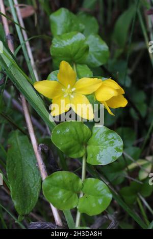 Lysimachia nummularia, schleichende Jenny, Primulaceae. Wildpflanze im Frühjahr geschossen. Stockfoto