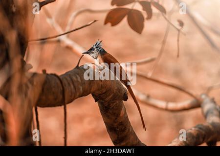 Es ist ein asiatischer Paradiesflieger männlicher Vogel aus Western Ghats von Indien. Männchen dieser Vögel haben zwei Morph, einen weißen und den anderen Zimt-Morph. Stockfoto