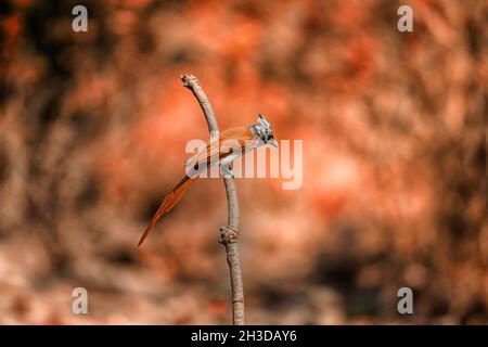 Es ist ein asiatischer Paradiesflieger männlicher Vogel aus Western Ghats von Indien. Männchen dieser Vögel haben zwei Morph, einen weißen und den anderen Zimt-Morph. Stockfoto