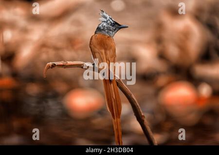 Es ist ein asiatischer Paradiesflieger männlicher Vogel aus Western Ghats von Indien. Männchen dieser Vögel haben zwei Morph, einen weißen und den anderen Zimt-Morph. Stockfoto