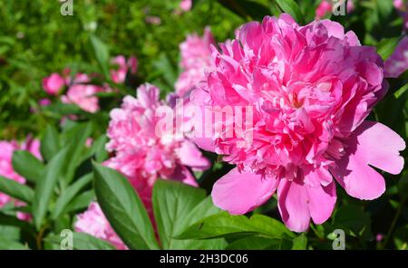 Die Pfingstrose oder Pfingstrose ist eine blühende Pflanze der Gattung Paeonia. Stockfoto