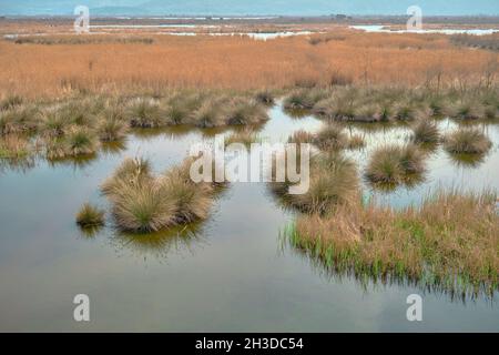 Natur in der Aue in Karacabey (Longoz ormani) Türkei. Stockfoto