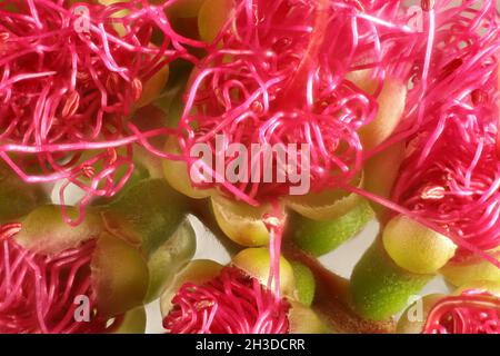 Makroansicht von Blumen, die aus dem Blütenstand des rosafarbenen Flaschenbürstenbaums (Callistemon) hervorgehen Stockfoto