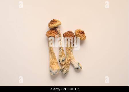 Mikrodosierkonzept. Trockene Psilocybin-Pilze auf weißem Hintergrund. Psychedelisch, überwältigend, magischer Pilz. Medizinische Verwendung. Stockfoto