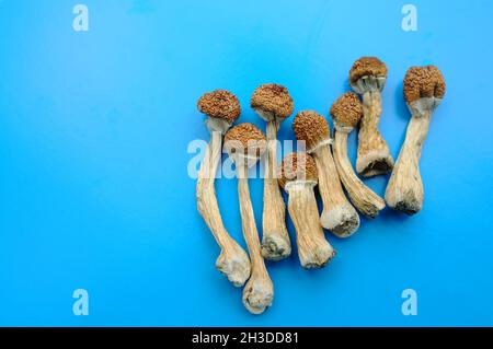 Trockene Psilocybin-Pilze auf hellblauem Hintergrund. Psychedelischer Zauberpilz Golden Teacher. Medizinische Verwendung. Mikrodosierkonzept. Stockfoto