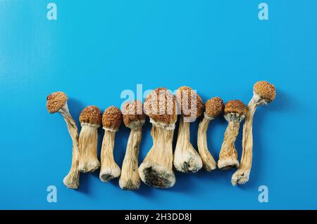 Trockene Psilocybin-Pilze auf hellblauem Hintergrund. Psychedelischer Zauberpilz Golden Teacher. Medizinische Verwendung. Mikrodosierkonzept. Stockfoto