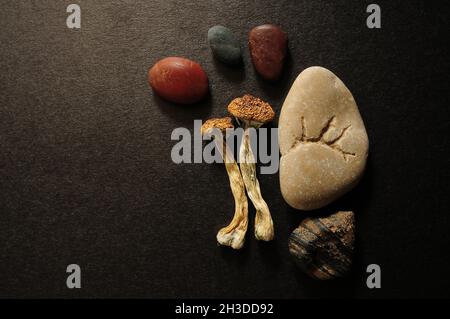 Getrocknete Psilocybe Cubensis Psilocybin Pilze auf schwarzem Hintergrund, flach liegend. Magische schäumen den Goldenen Lehrer. Psychedelisch inspiriert. Natürliche Kräuter die Stockfoto