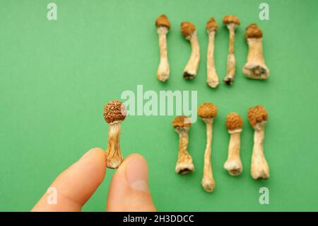 Psilocybe Cubensis Pilze in der Menschenhand auf grünem Hintergrund. Psilocybin psychedelische Zauberpilze Golden Teacher. Draufsicht, flach liegend. Mikrodosin Stockfoto