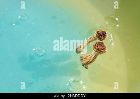Psilocybin-Pilze auf blauem Hintergrund. Psychedelische Zauberreise, kosmisches Bewusstsein. Getrockneter Psilocybe Cubensis Golden Teacher in Reihe, isoliert, flach Stockfoto