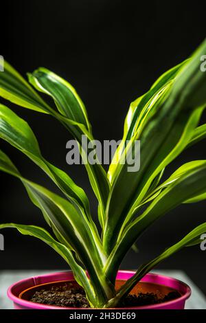 Stamm und Blätter von junger Dracena Zitrone in rosa Metalltopf Stockfoto