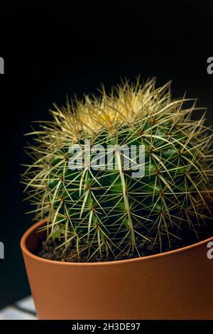 Echinocactus grusonii, auch als Schwiegermutter, Goldkugel, Goldfass oder Igelkaktus bezeichnet, ist eine Art, die zum Cactaceae fa Stockfoto