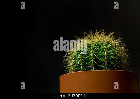 Echinocactus grusonii, auch als Schwiegermutter, Goldkugel, Goldfass oder Igelkaktus bezeichnet, ist eine Art, die zum Cactaceae fa Stockfoto