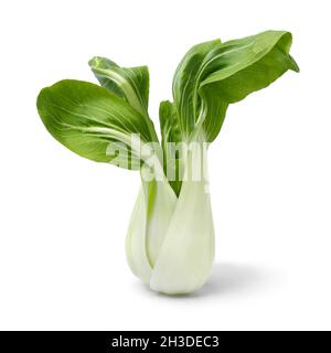 Einzelne frische rohe bok choy Nahaufnahme isoliert auf weißem Hintergrund Stockfoto