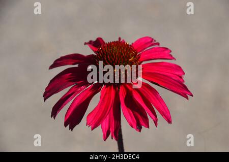 Single Bright Pink Echinacea purpurea 'Sensation Pink' (Blumenblume) Blume, die in den Grenzen von RHS Garden Bridgewater, Worsley, Manchester, Großbritannien, angebaut wird. Stockfoto