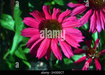 Single Bright Pink Echinacea purpurea 'Sensation Pink' (Blumenblume) Blume, die in den Grenzen von RHS Garden Bridgewater, Worsley, Manchester, Großbritannien, angebaut wird. Stockfoto