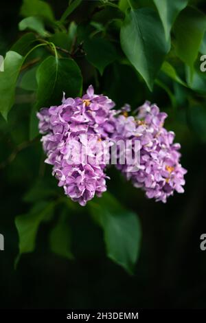 Fliederblüten wachsen auf einem Busch. Makrofoto. Stockfoto