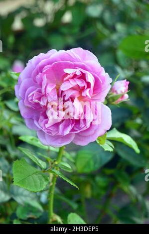 Einzelne rosa Rose ‘Prinzessin Anne’ Blume in den Grenzen im RHS Garden Bridgewater, Worsley, Manchester, Großbritannien angebaut. Stockfoto