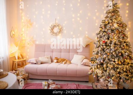 Schöne Ingwerkatze liegt auf dem Sofa Stockfoto