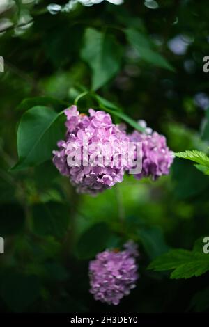 Fliederblüten wachsen auf einem Busch. Makrofoto. Stockfoto