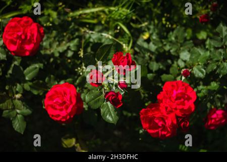 Rote Rosen im Garten Stockfoto