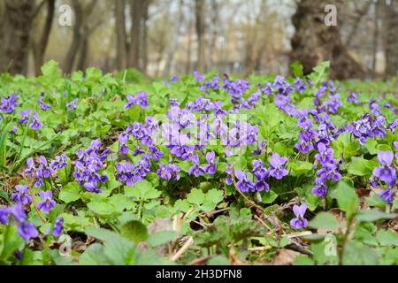 Schöne wilde Veilchen Blumen Stockfoto