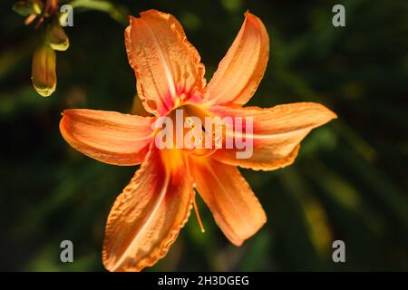 Orange Daylily; Wissenschaftlicher Name: Hemerocallis Fulva Stockfoto