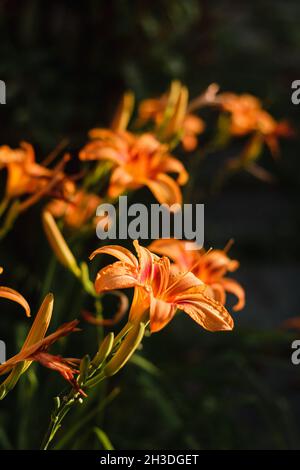 Orange Daylily; Wissenschaftlicher Name: Hemerocallis Fulva Stockfoto