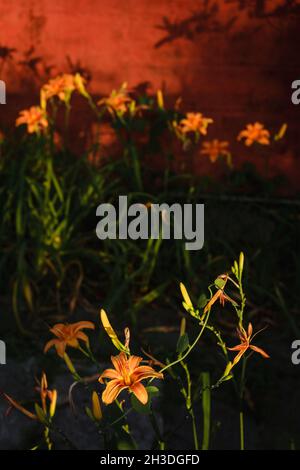 Orange Daylily; Wissenschaftlicher Name: Hemerocallis Fulva Stockfoto