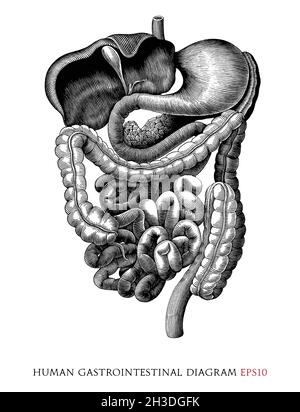 Menschliches Magen-Darm-System Diagramm Hand zeichnen Vintage Gravur Stil schwarz und weiß Clipart isoliert auf weißem Hintergrund Stock Vektor
