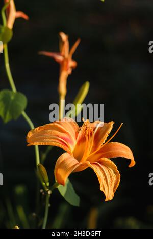 Orange Daylily; Wissenschaftlicher Name: Hemerocallis Fulva Stockfoto