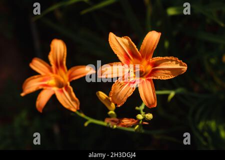 Orange Daylily; Wissenschaftlicher Name: Hemerocallis Fulva Stockfoto