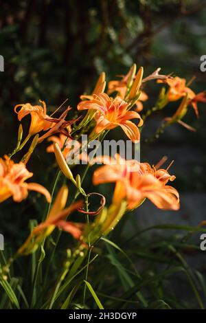 Orange Daylily; Wissenschaftlicher Name: Hemerocallis Fulva Stockfoto