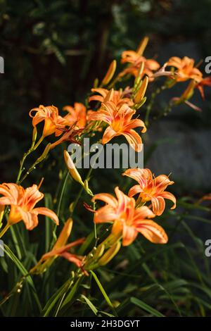 Orange Daylily; Wissenschaftlicher Name: Hemerocallis Fulva Stockfoto