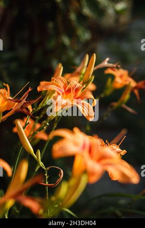 Orange Daylily; Wissenschaftlicher Name: Hemerocallis Fulva Stockfoto
