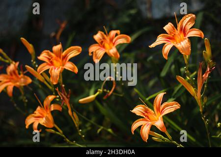 Orange Daylily; Wissenschaftlicher Name: Hemerocallis Fulva Stockfoto