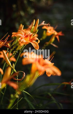 Orange Daylily; Wissenschaftlicher Name: Hemerocallis Fulva Stockfoto