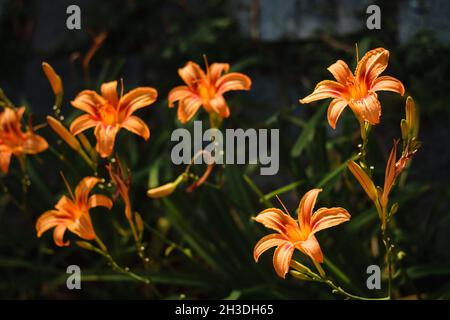Orange Daylily; Wissenschaftlicher Name: Hemerocallis Fulva Stockfoto