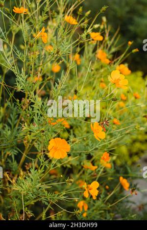 Kosmische Orangenblume aus dem Garten Stockfoto