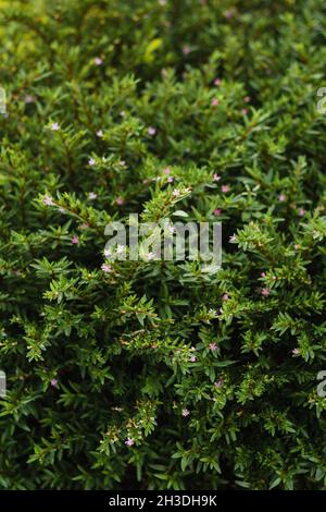 Kleine Blumen in einem Gartenbusch Stockfoto