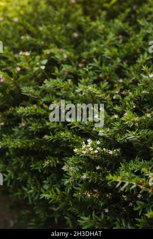 Kleine Blumen in einem Gartenbusch Stockfoto